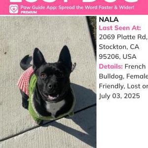 Lost Dog Nala