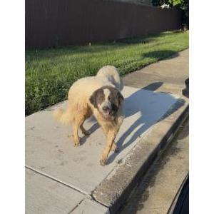 Image of Unknown, Found Dog