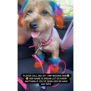 Image of Dream, Lost Dog