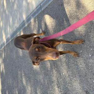 Found Dog n/a