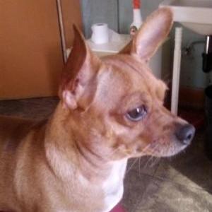 Lost Dog Wawa