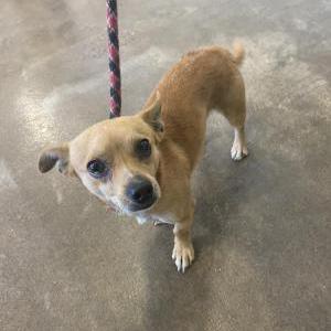 Found Dog Chihuahua 7/3/25