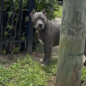 Image of Taz, Found Dog