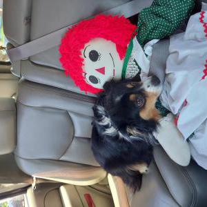 Lost Dog Daisy