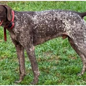 Image of BOWDEE, Lost Dog