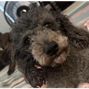 Image of Cash, Lost Dog