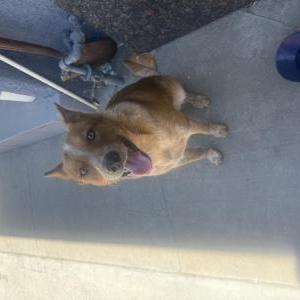 Found Dog Unknown