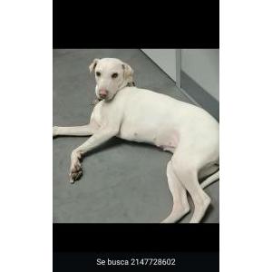 Image of Lara, Lost Dog