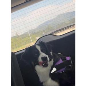 Image of Olivia, Lost Dog