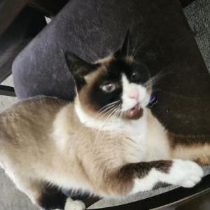 2nd Image of Banana, Lost Cat