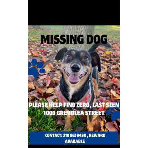 Lost Dog Zero