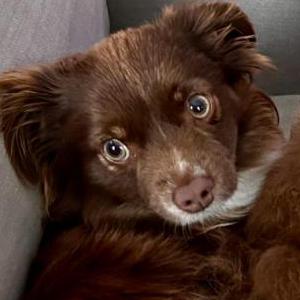 Image of Lenny, Lost Dog