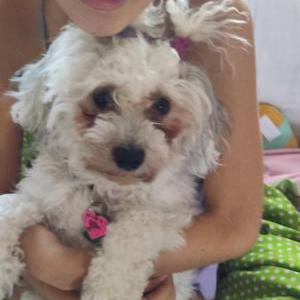 Image of Nora, Lost Dog