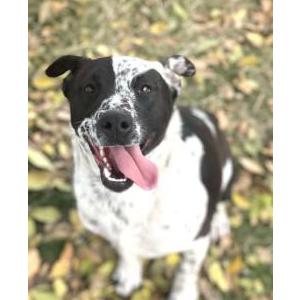 Image of Oreo, Lost Dog