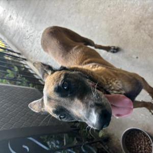 Found Dog Unknown