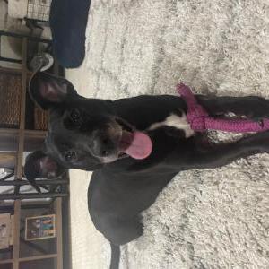 Image of JoJo, Lost Dog