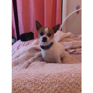 Lost Dog Charlie