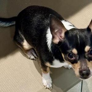 Found Dog Unknown