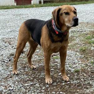 Image of Brian, Lost Dog