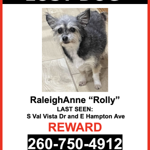 Image of ROLLY, Lost Dog
