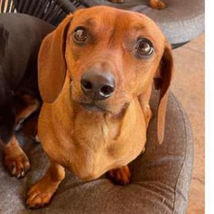 Image of Suki, Lost Dog