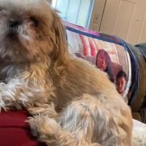 Lost Dog Scarlet