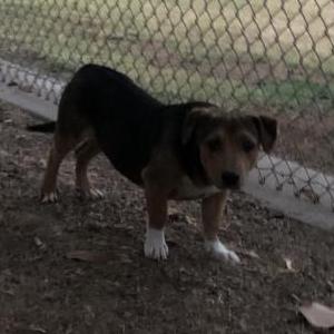 Image of Unknown, Found Dog