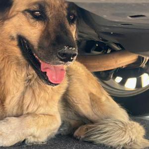 Image of Unknown, Found Dog