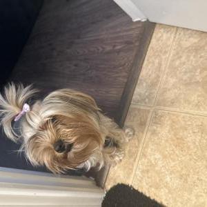 Lost Dog Kemah