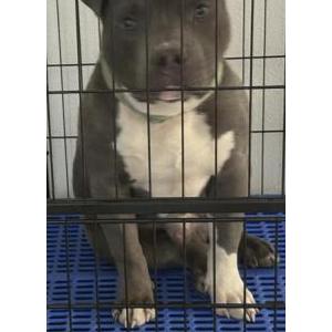 Image of Patches, Lost Dog