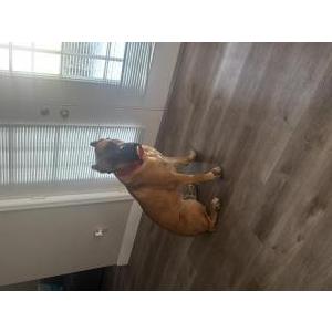 Lost Dog Zues
