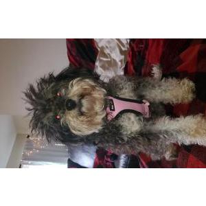 Lost Dog Coco