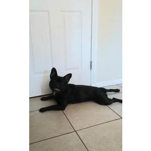 Image of Unkown, Found Dog