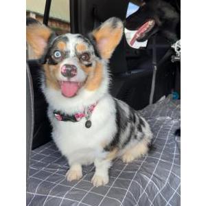 Image of Piper, Lost Dog