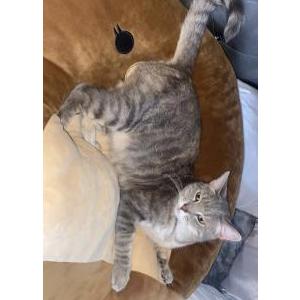 Image of Luna, Lost Cat