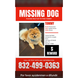 Image of Tommy, Lost Dog