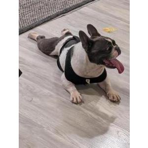 Image of unknown, Found Dog