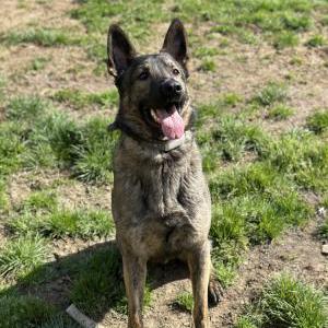 Image of Thor, Lost Dog