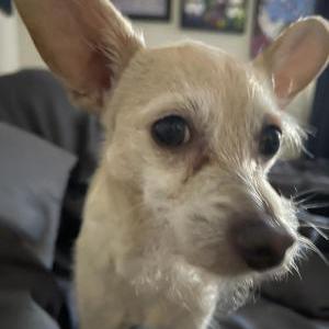 Image of BUSTER, Lost Dog