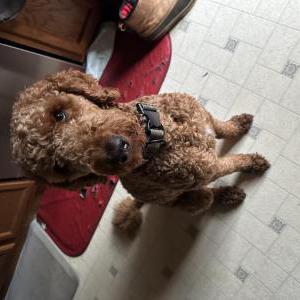 Image of Gabby, Lost Dog