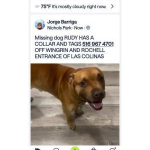 Image of RUDY, Lost Dog
