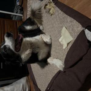 Image of Unknown, Found Dog