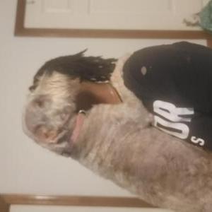 Image of Izabella, Lost Dog