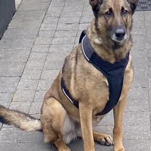 Image of Kyra, Lost Dog