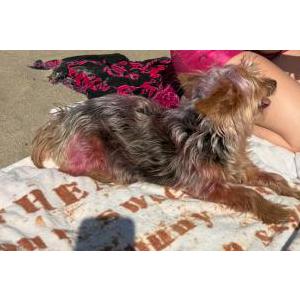 Lost Dog Mickey
