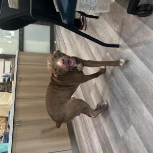 Image of Unknown, Lost Dog