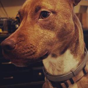 Image of Luna, Lost Dog
