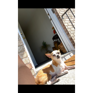 Lost Dog Annabel