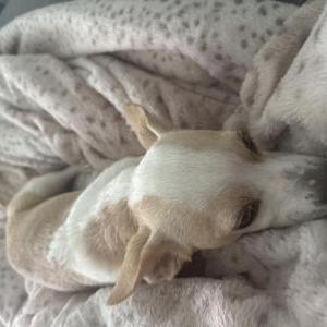 Lost Dog Bolio