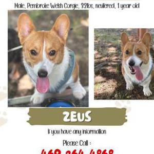 Image of Zeus, Lost Dog